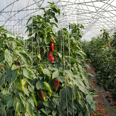 日光の高い二重アーチの野菜の植わることのための多スパンの温室